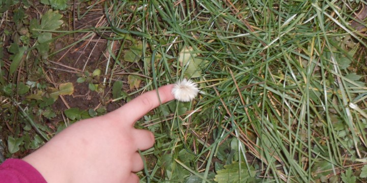 The Great Plant Hunt: Eco-Schools Toyota Biodiversity Educational Project